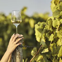 Ein Glas Weißwein mit dem Aroma von Muskateller, gehalten von einer Hand, umgeben von Weinreben.