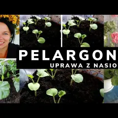 Pelargonia nasiona kiedy siać - idealny czas na siew dla sukcesu