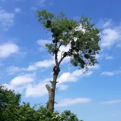 Drwal w czerwonym stroju wspina się na wysokie drzewo. Zastanawiasz się, ile kosztuje wycięcie drzewa?