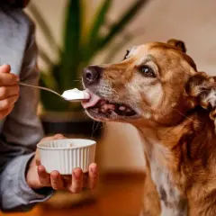 Un perro marrón disfruta de una cucharada de yogur. ¡Qué rico! Los perros pueden comer yogur.