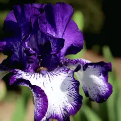 Magnifique iris bicolore, violet et blanc, aux pétales ondulés. Idéal pour savoir quand planter des iris et embellir votre jardin.