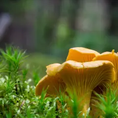 Kiedy jest sezon na kurki? Odkryj najlepsze miesiące na zbiór