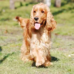 Un cocker spaniel de pelaje dorado, con la lengua fuera, corre feliz por el césped.