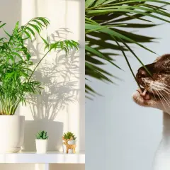 Chamaedorea elegans, czyli palma koralowa, smakuje wybornie. Kot delektuje się jej liśćmi, tworząc uroczy obrazek.