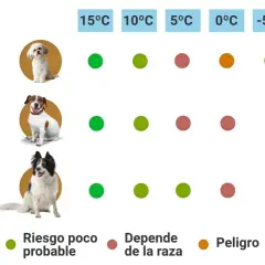 Guía visual para saber si mi perro tiene frío. Muestra la tolerancia al frío de tres razas de perros según la temperatura, con indicadores de riesgo.