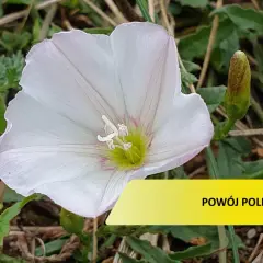 Biały kwiat powoju polnego, który może wymagać oprysku, otoczony zielonymi liśćmi i pąkami.