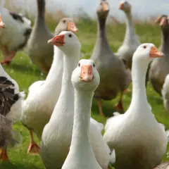 Gąski, gąski do domu! Stado białych i szarych gęsi na zielonej łące, jedna z nich patrzy prosto w obiektyw.