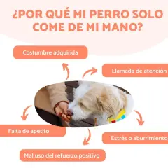 Un perro come de la mano de su dueño. El texto pregunta "¿Por qué mi perro solo come de mi mano?" y enumera posibles razones.