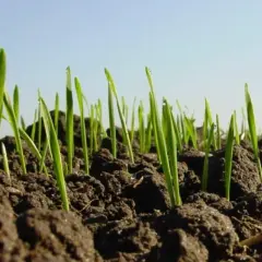 Jakie zboża sieje się jesienią? Odkryj najlepsze wybory dla plonów