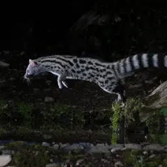 La garduña animal, con su pelaje moteado y cola anillada, salta ágilmente sobre un tronco cubierto de musgo en la oscuridad.