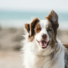 Un perro de raza papillon, con pelaje marrón y blanco, sonríe en la playa.