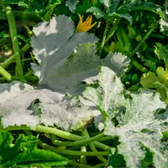 Foglie di zucchine colpite dall'oidio, con una patina biancastra che ne ricopre la superficie. Un fiore giallo spunta tra le foglie malate.