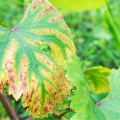 Foglia di vite con macchie gialle e rossastre, sintomo di carenza azoto piante.