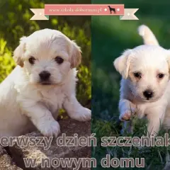 Pierwsze dni ze szczeniakiem: Jak szkolić i wychować szczęśliwego psa?