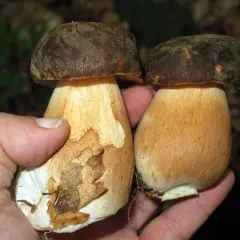 Dos setas esponja comestibles, con sombreros marrones y tallos gruesos, sostenidas en una mano.