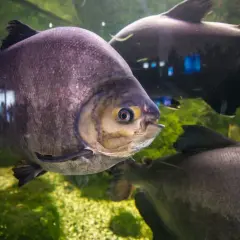 Duże, srebrzyste ryby pływają w akwarium. Jedna z nich, z żółtym okiem, patrzy wprost na widza. To widok z Mielno oceanarium.