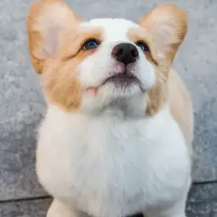 Uroczy szczeniak corgi z wielkimi uszami patrzy w górę, czekając na smakołyk. Tak właśnie wygląda pies, gdy jest szczeniakiem.