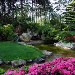 Ein idyllischer japanischer Garten mit einem Teich, üppigem Grün, Felsen und leuchtend pinken Azaleen.