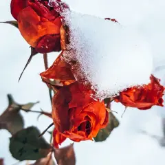 Czerwone róże pokryte śniegiem, symbolizujące campanula zimowanie.