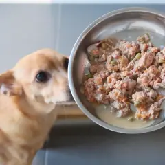 Perro mira plato con comida casera para dieta renal.