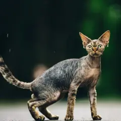 Devon Rex: Ile naprawdę kosztuje? Pełny budżet właściciela.