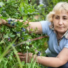 Kobieta zbiera borówki. Zastanawia się, jakie odmiany borówki sadzić obok siebie, by uzyskać najlepsze plony.