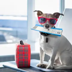 Un chien avec des lunettes de soleil rouges tient un billet d'avion dans sa gueule, prêt pour son voyage au Canada. Une petite valise à carreaux est à ses côtés.