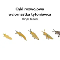 Cykl rozwojowy wciornastka tytoniowca: od jaja, przez kolejne stadia larw, aż do dorosłego osobnika.