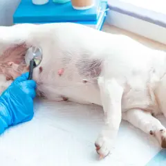 Veterinario examina a un perro con estetoscopio. Si tu perro orina sangre, busca tratamiento casero o profesional.