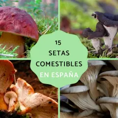 Cuatro tipos de hongos comestibles en España: boletus, trompetas de la muerte, rebozuelos y setas ostra.