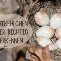 Sechs zarte, gesprenkelte Rotkehlchen Eier liegen im Nest. Ein Schild erklärt, wie man sie richtig erkennt.