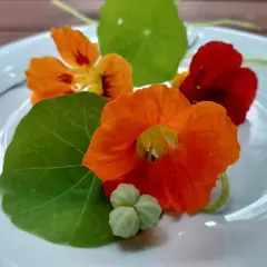 Kolorowe owoce nasturcji, kwiaty i liście na białym talerzu.