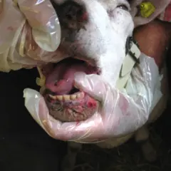 Un ovino con lesioni alla bocca e la lingua blu, esaminato da mani guantate.