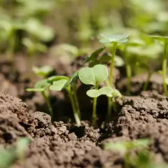 Młode pędy wyki kosmatej przebijają się przez ziemię, obiecując przyszłe plony.