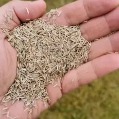 Garść nasion trawy, gotowa do zasiania. Zastanawiasz się, ile trawy na m2? Ta ilość wystarczy na gęsty trawnik.