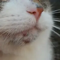 Primer plano del pelaje de gato enfermo, mostrando irritación y granitos en la zona de la barbilla.