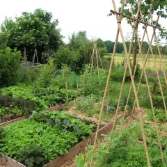 Üppiger permakultur garten mit Hochbeeten voller Salate, Kräuter und Bohnen, gestützt von Bambus.