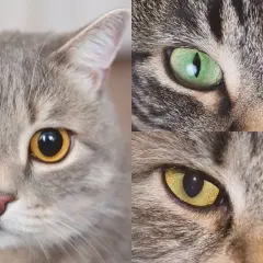 Primer plano de tres gatos, uno con pupilas dilatadas, mostrando sus ojos expresivos y pelaje.
