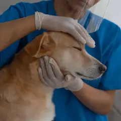 Un veterinario homeópata examina con ternura a un perro, transmitiendo calma y cuidado.