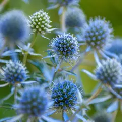 Nahaufnahme von stacheligen, blauen Blütenköpfen. Diese blau blumen namen sind faszinierend und erinnern an kleine Igel.