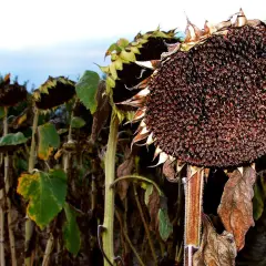 Reife Sonnenblumenköpfe, bereit zur Ernte. Die Blütenblätter sind braun und trocken, die Samen sind dunkel und voll. Ein Zeichen dafür, wann sind Sonnenblumen reif.