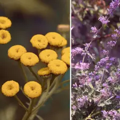 Gelbe Blüten und Lavendel: natürliche Pflanzen gegen Zecken im Garten.