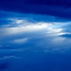 Stado ptaków leci przez niebo, które jest niebieskie, bo światło rozprasza się na cząsteczkach powietrza.