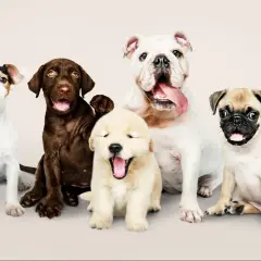 Siedem szczeniąt, od golden retrievera po buldoga, czeka na polskie imiona dla psa.