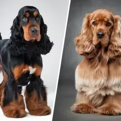 Deux cocker spaniel, l'un noir et feu, l'autre fauve, posent fièrement.