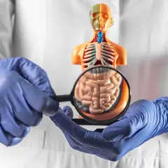 Arzt untersucht Modell des menschlichen Körpers mit Lupe, um neuroendokriner Tumor Symptome zu erkennen.