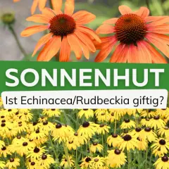 Zwei Sonnenhut-Sorten: orange und gelb. Die Frage "Ist Echinacea/Rudbeckia giftig?" wird gestellt.