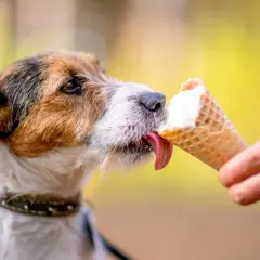 Pyszne lody dla psa przepis! Jack Russell terrier z rozkoszą liże lody z wafelka, które trzyma jego opiekun.