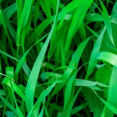Un champ d'herbes vertes luxuriantes, où il est facile de reconnaître le chiendent envahissant.