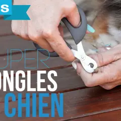 Des mains coupent les ongles d'un chien avec un coupe-ongles spécial.
